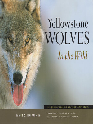 cover image of Yellowstone Wolves in the Wild